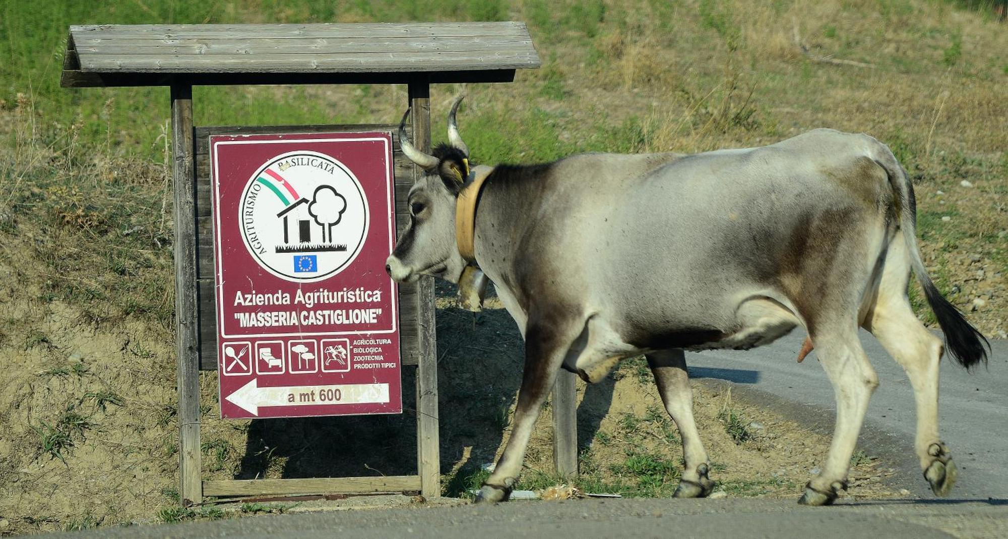 Agriturismo Masseria Castiglione Gallicchio Εξωτερικό φωτογραφία